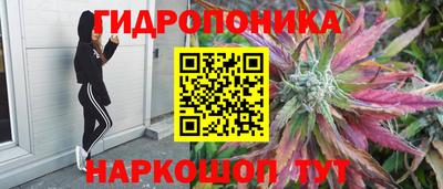 стафф Гатчина